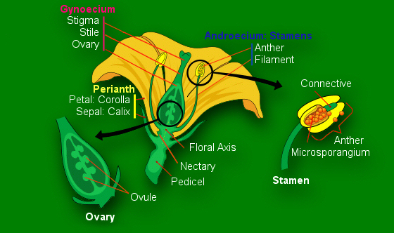 Anatomy of the flower
